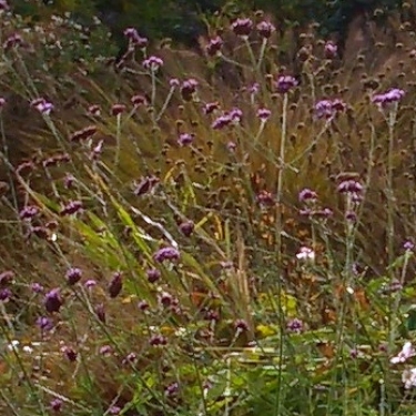 Prairietuintje met groene oase