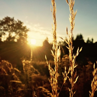 Zicht op de ‘golden fields’